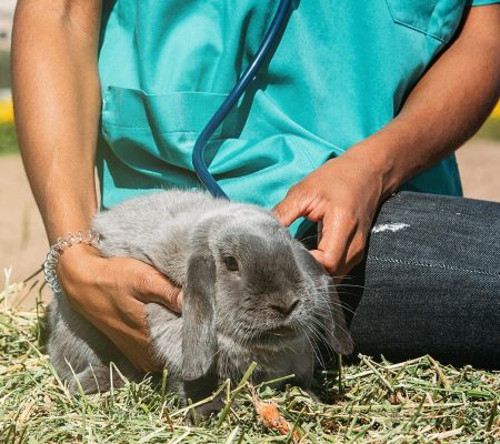 Tierarzt untersucht Hase